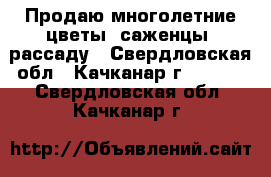 Продаю многолетние цветы, саженцы, рассаду - Свердловская обл., Качканар г.  »    . Свердловская обл.,Качканар г.